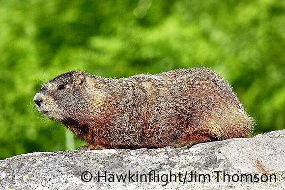 Yellow-Bellied Marmot