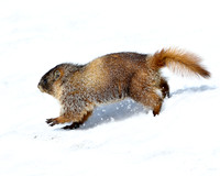 Yellow-Bellied Marmot
