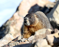 Yellow-Bellied Marmot