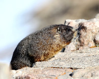 Yellow-Bellied Marmot