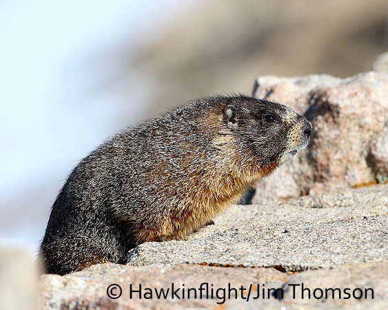 Yellow-Bellied Marmot