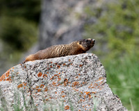 Yellow-Bellied Marmot