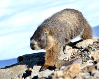 Yellow-Bellied Marmot