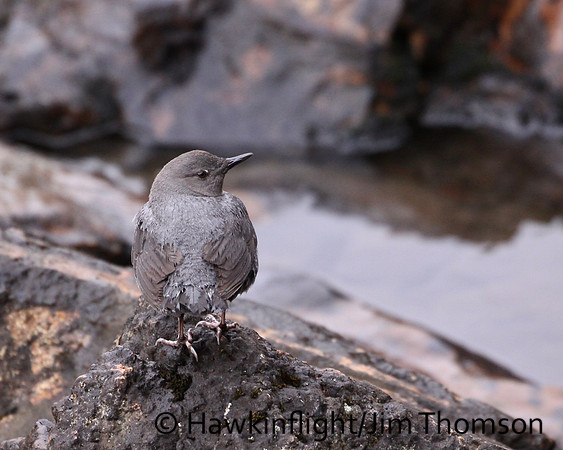 American Dipper