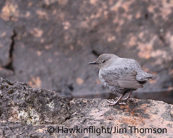 American Dipper