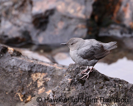 American Dipper