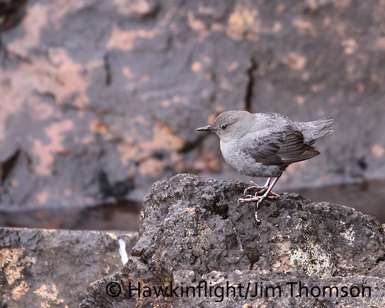 American Dipper