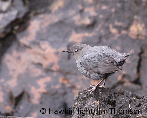 American Dipper