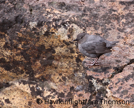 American Dipper