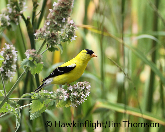 American Goldfinch