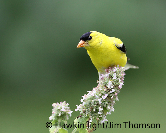 American Goldfinch