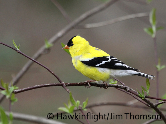 American Goldfinch