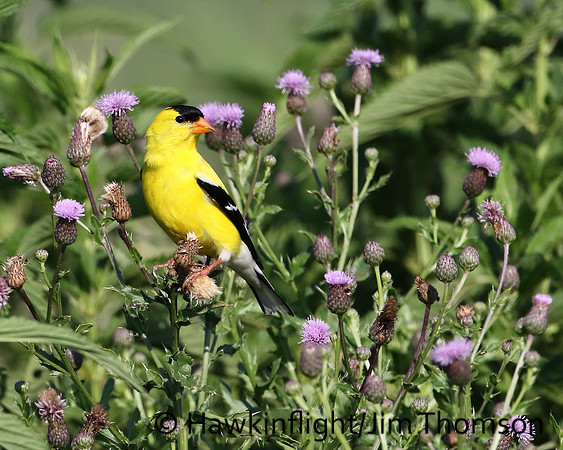 American Goldfinch