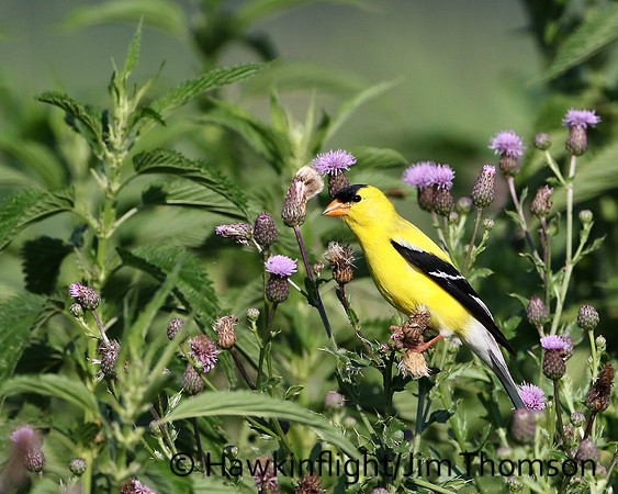 American Goldfinch