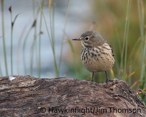 American Pipit