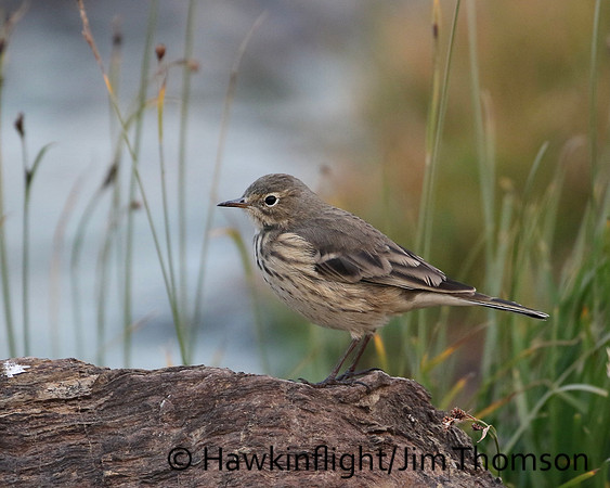 American Pipit