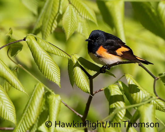 American Redstart