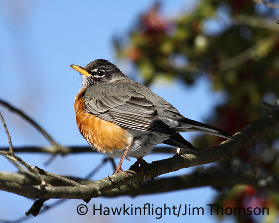 American Robin