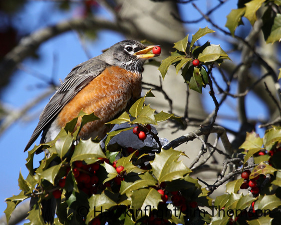 American Robin