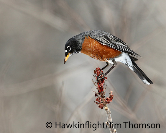 American Robin