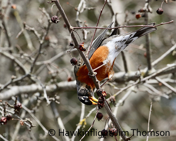 American Robin
