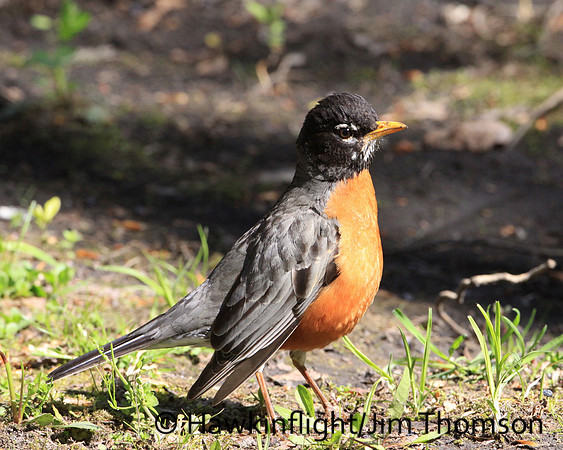 American Robin