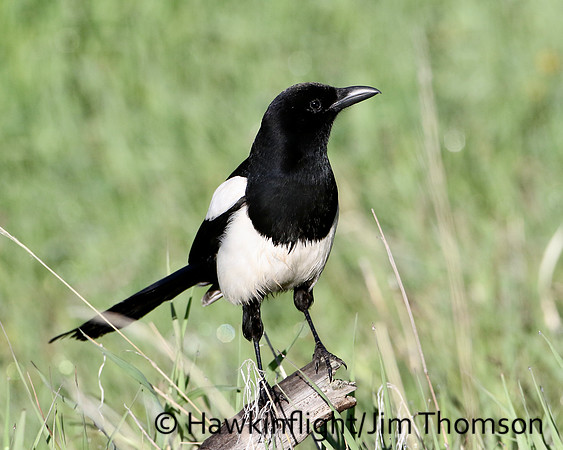 Black-billed Magpie