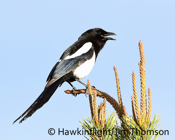 Black-billed Magpie