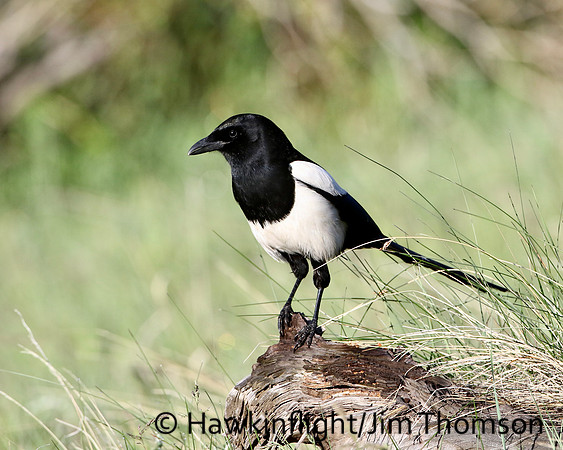Black-billed Magpie
