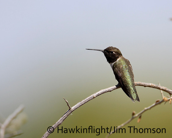 Black-chinned Hummingbird