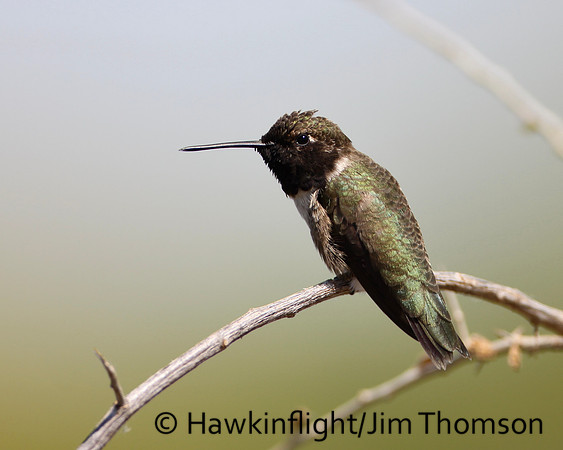 Black-chinned Hummingbird