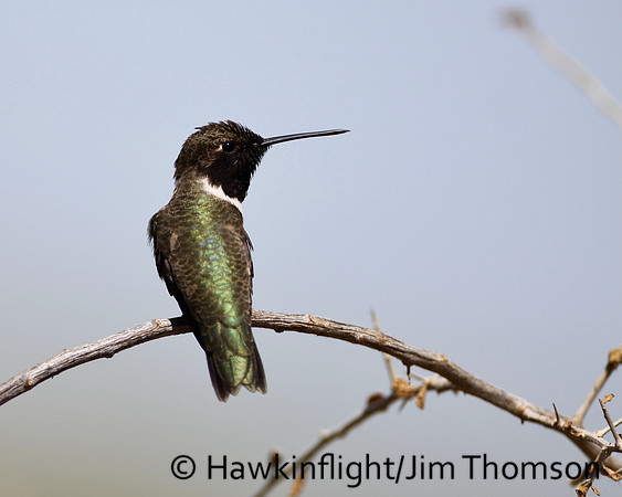 Black-chinned Hummingbird