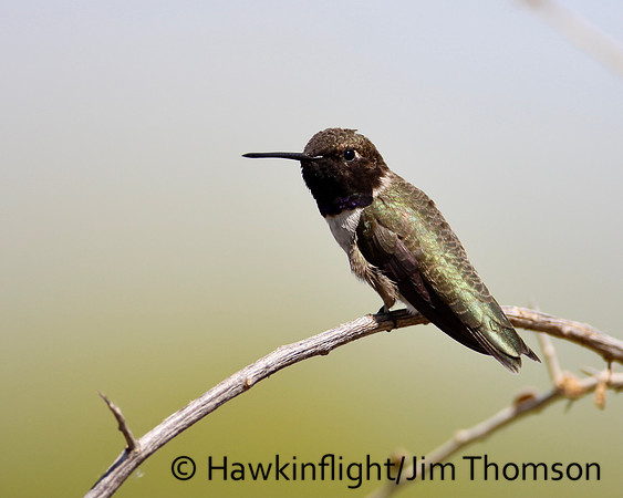 Black-chinned Hummingbird