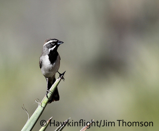 Black-throated Sparrow
