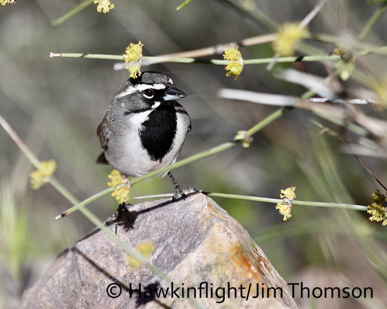 Black-throated Sparrow