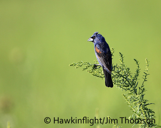 Blue Grosbeak