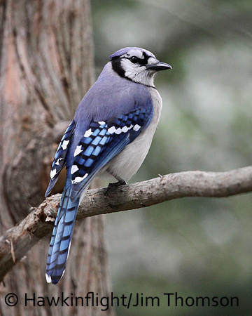 Blue Jay