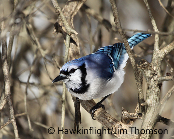 Blue Jay