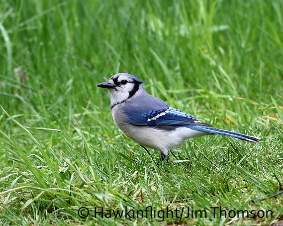 Blue Jay