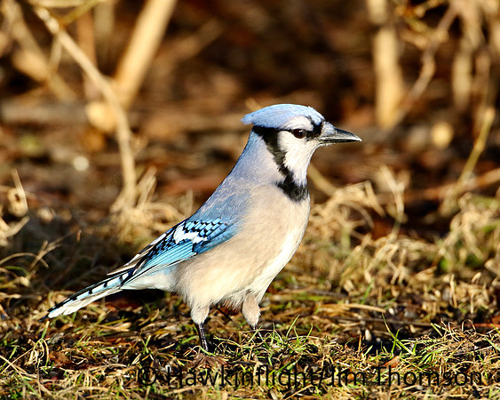 Blue Jay