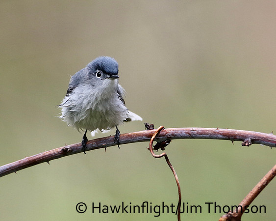 Blue-gray Gnatcatcher