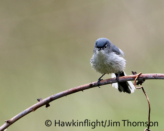 Blue-gray Gnatcatcher