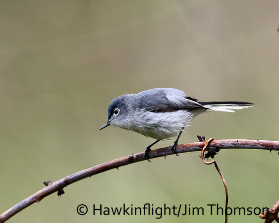 Blue-gray Gnatcatcher