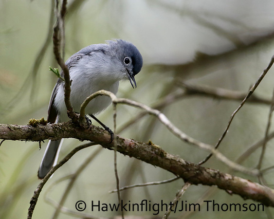 Blue-gray Gnatcatcher