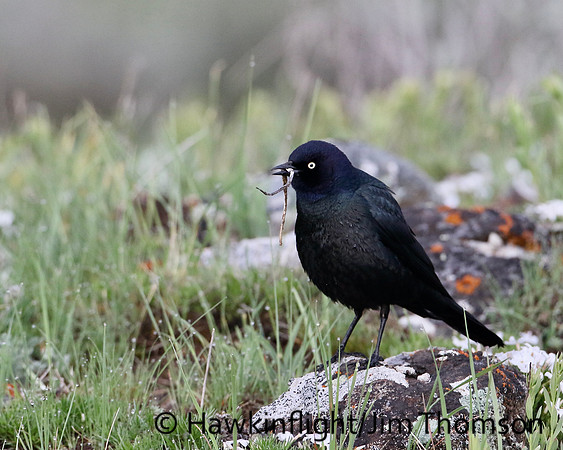 Brewer's Blackbird