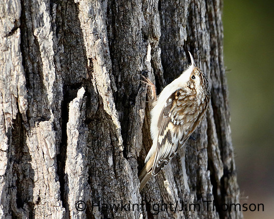 Brown Creeper