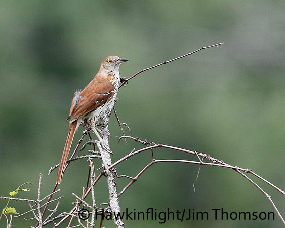 Brown Thrasher