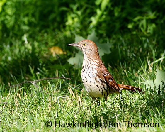 Brown Thrasher