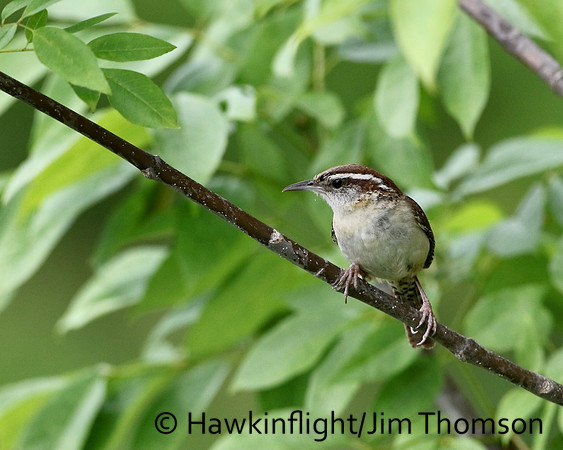 Carolina Wren
