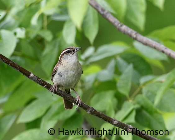 Carolina wren